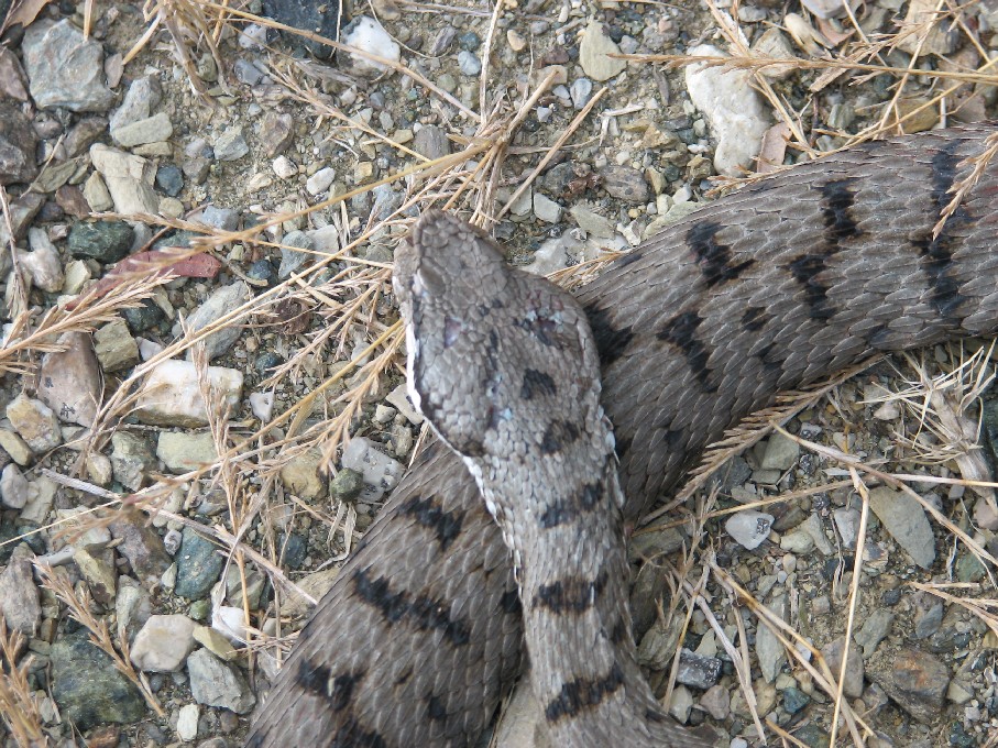 Alcune foto di vipere in natura